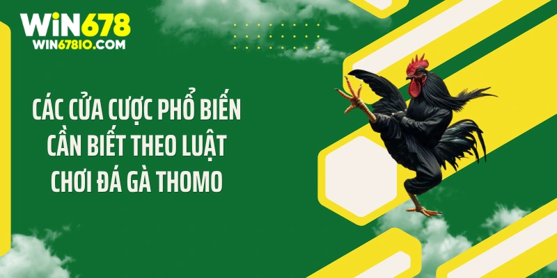 Luật Chơi Đá Gà Thomo Chuẩn Giúp Bạn Thắng 99% Tại Win678 Các cửa cược phổ biến cần biết theo luật chơi đá gà Thomo