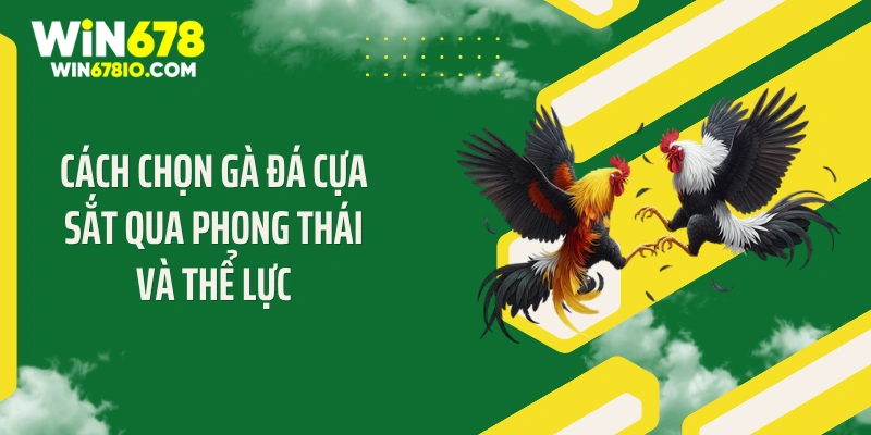 Cách Chọn Gà Đá Cựa Sắt: Tiêu Chuẩn Thắng Lớn Win678 Cách chọn gà đá cựa sắt qua phong thái và thể lực