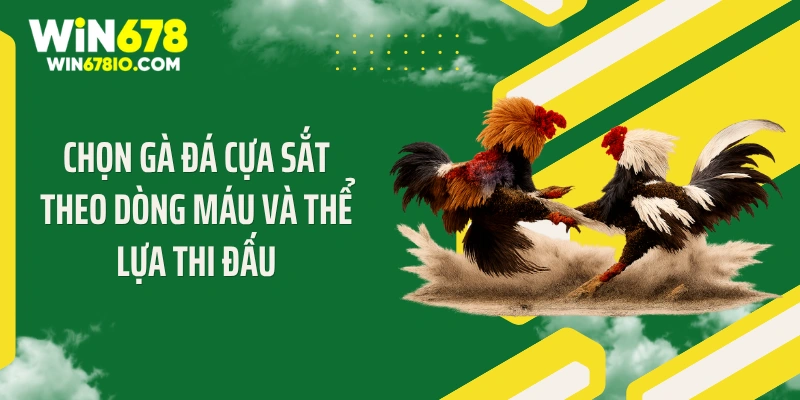 Cách Chọn Gà Đá Cựa Sắt: Tiêu Chuẩn Thắng Lớn Win678 Chọn gà đá cựa sắt theo dòng máu và thể lựa thi đấu