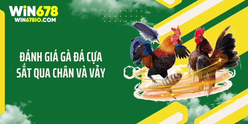 Cách Chọn Gà Đá Cựa Sắt: Tiêu Chuẩn Thắng Lớn Win678 Đánh giá gà đá cựa sắt qua chân và vảy