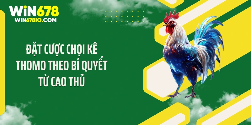 Luật Chơi Đá Gà Thomo Chuẩn Giúp Bạn Thắng 99% Tại Win678 Đặt cược chọi kê Thomo theo bí quyết từ cao thủ