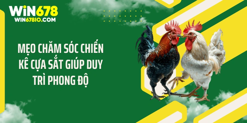 Cách Chọn Gà Đá Cựa Sắt: Tiêu Chuẩn Thắng Lớn Win678 Mẹo chăm sóc chiến kê cựa sắt giúp duy trì phong độ