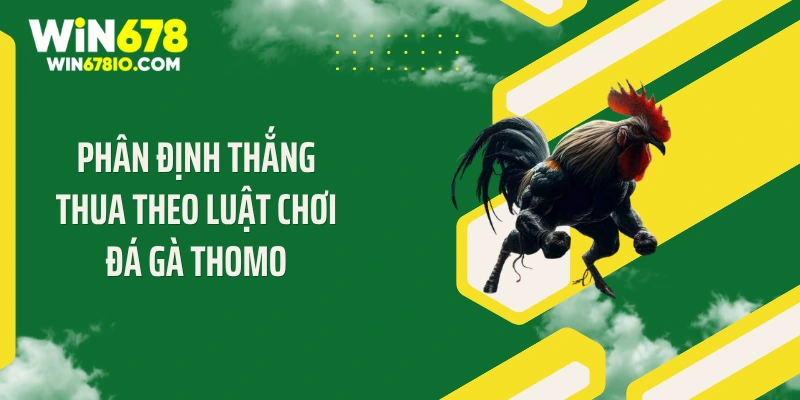 Luật Chơi Đá Gà Thomo Chuẩn Giúp Bạn Thắng 99% Tại Win678 Phân định thắng thua theo luật chơi đá gà Thomo