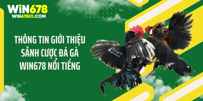 Thông tin giới thiệu sảnh cược đá gà WIN678 nổi tiếng