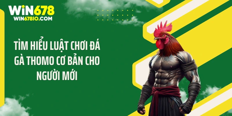 Luật Chơi Đá Gà Thomo Chuẩn Giúp Bạn Thắng 99% Tại Win678 Tìm hiểu luật chơi đá gà Thomo cơ bản cho người mới