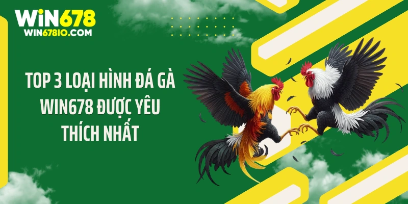 Top 3 loại hình đá gà WIN678 được yêu thích nhất